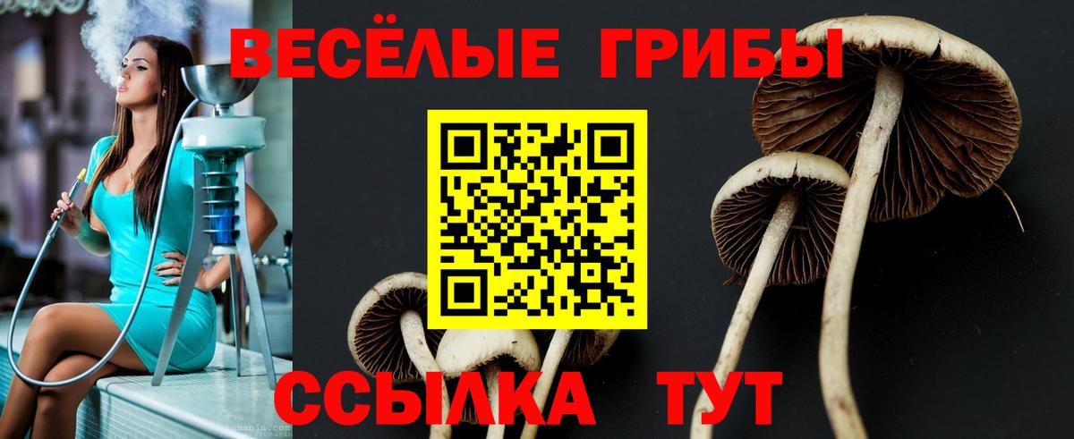 Галлюциногенные грибы Psilocybe Мичуринск